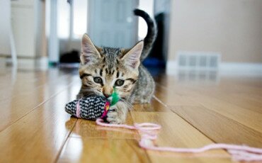 kitten-playing-with-toy-mouse-horiz
