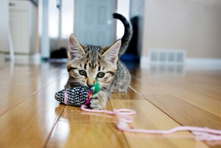 kitten playing with toy mouse horiz A Toy For Your Cat – Give Her What She Needs For Her Real Entertainment