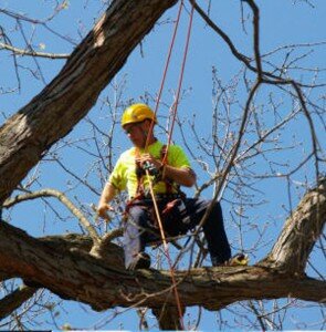 tree loppers perth Tree Wise Men Perth, Specialized In Offering Skilled & Professional Tree Removal Services 